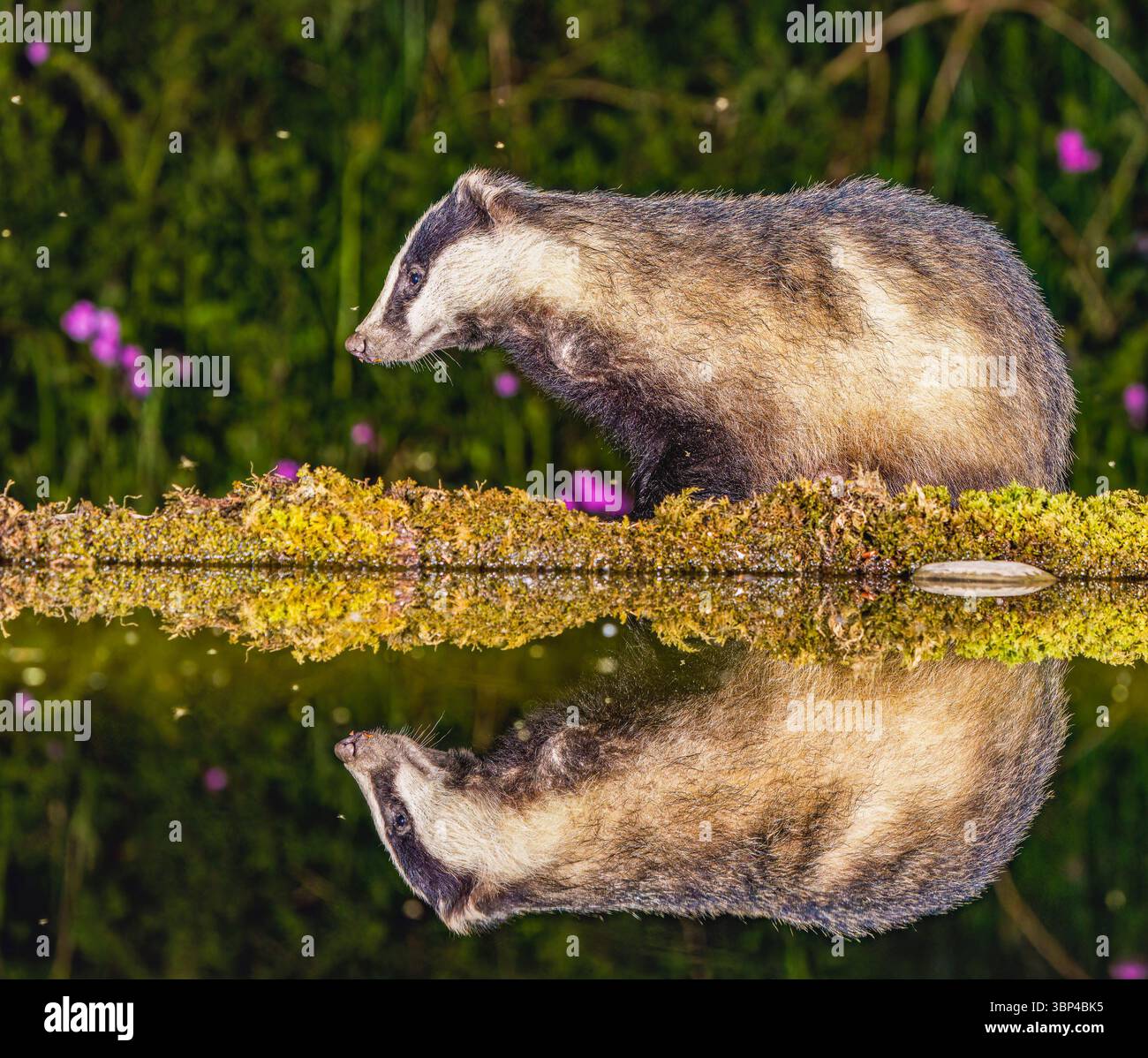 Wind and the willows badger hi-res stock photography and images - Alamy