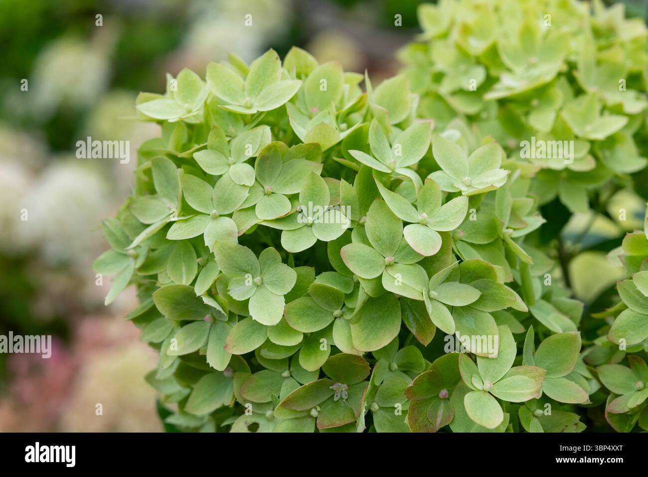 Hydrangea paniculata living little apple hi-res stock photography and ...