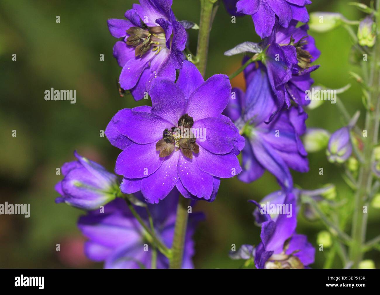 Delphinium close up black blue hi-res stock photography and images - Alamy
