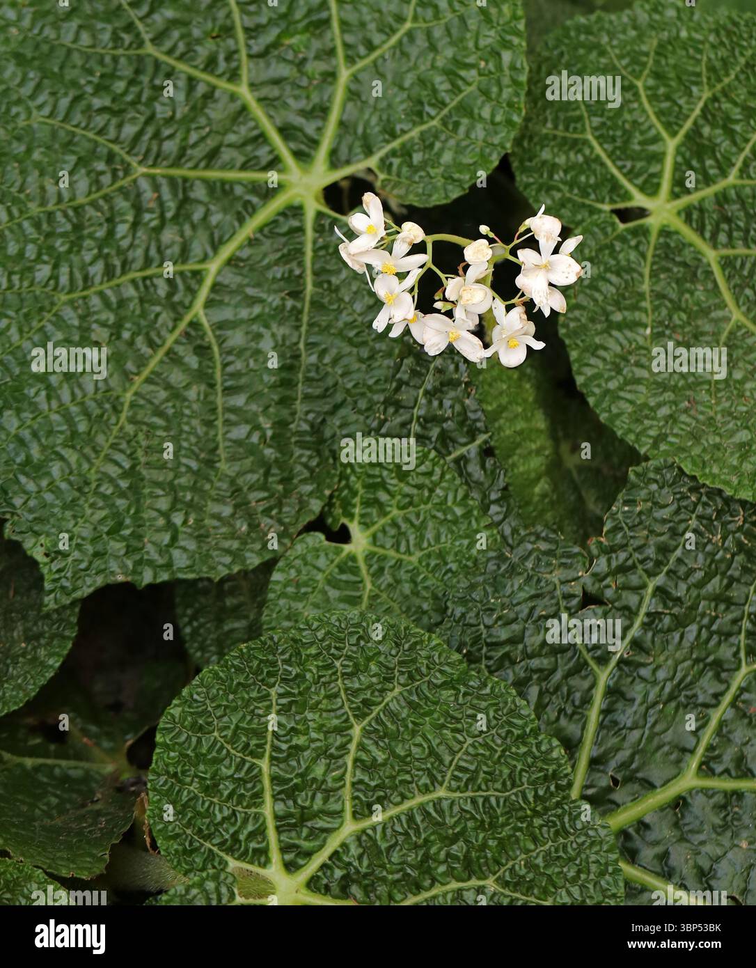 Rhizomatous plant hi-res stock photography and images - Alamy