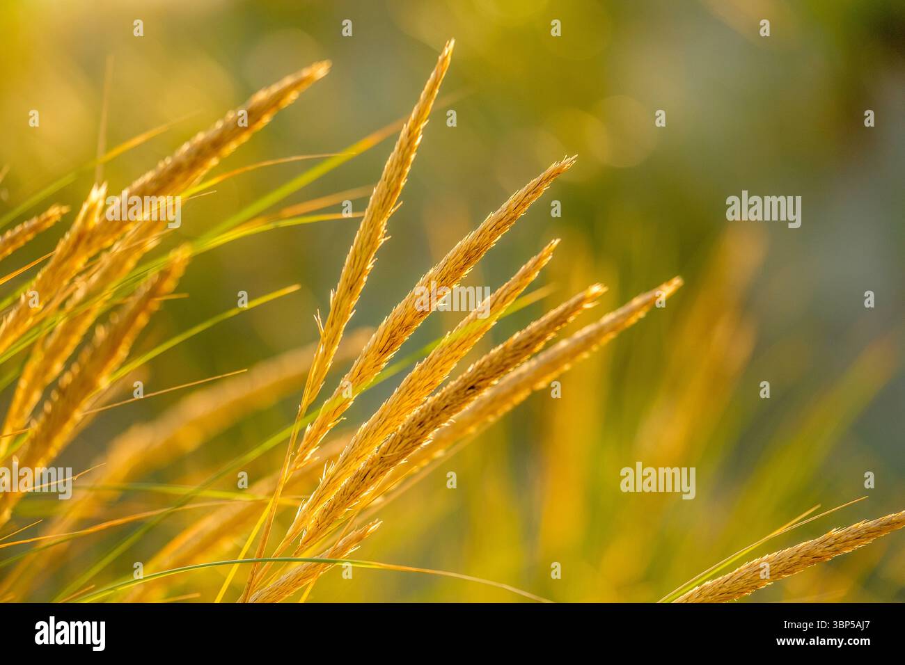 Summer grasses in warm evening light, Anglesey, Wales Stock Photo