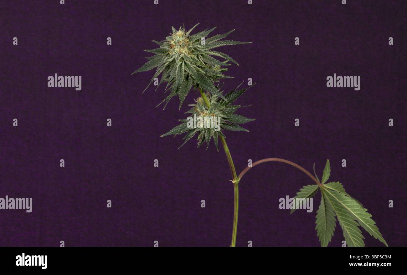 London mint cake variety of marijuana flower ripened bloom with dark violet wall Stock Photo