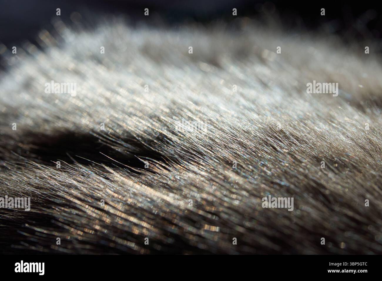 Dense grey woolly hair hi-res stock photography and images - Alamy
