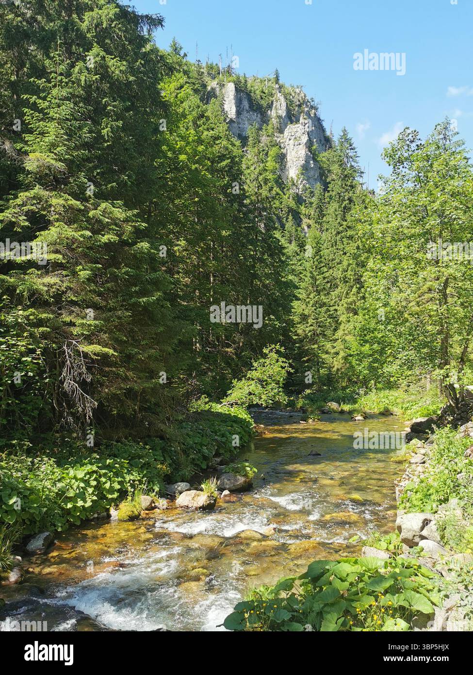 The beautiful Kościeliska Dolina or valley in the Tatra Mountains near  Zakopane in Poland. Stunning karst limestone scenery and crystal clear rivers. - Smartphone Captured Stock Image