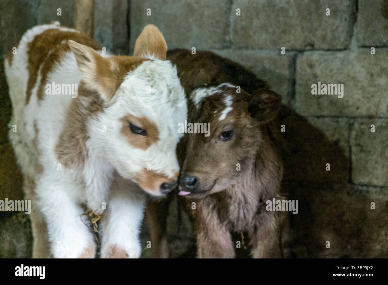 George Rurual Scene Traditional Rural Farming Scene in Pankisi Gorge, Georgia Stock Photo ...