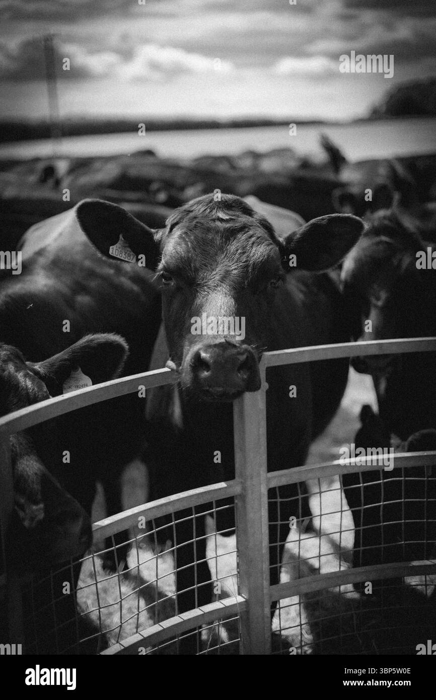 Sad Cow Staring Stock Photo