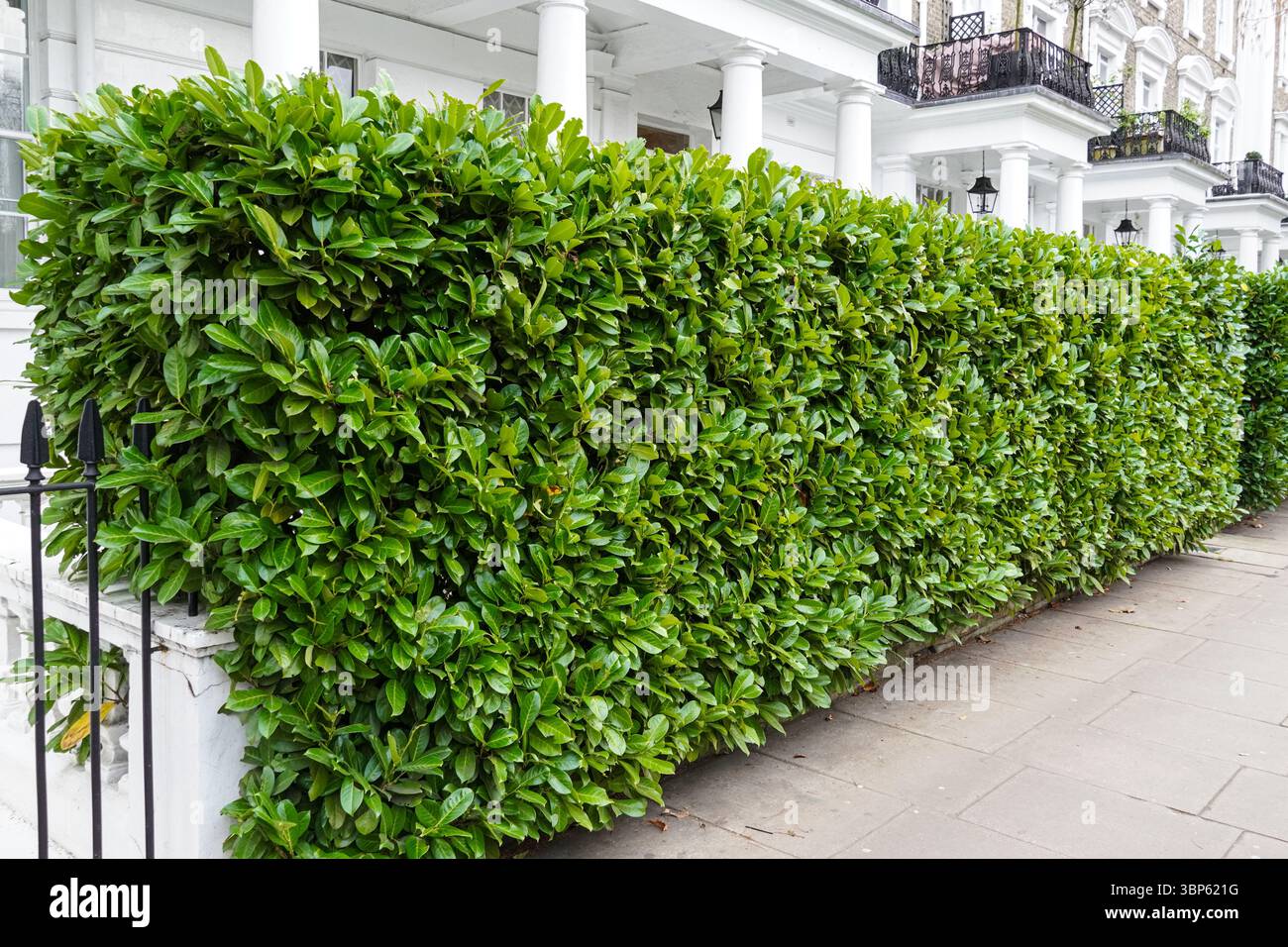 A trimmed hedge on residential street in Kensington, London England United Kingdom UK Stock Photo