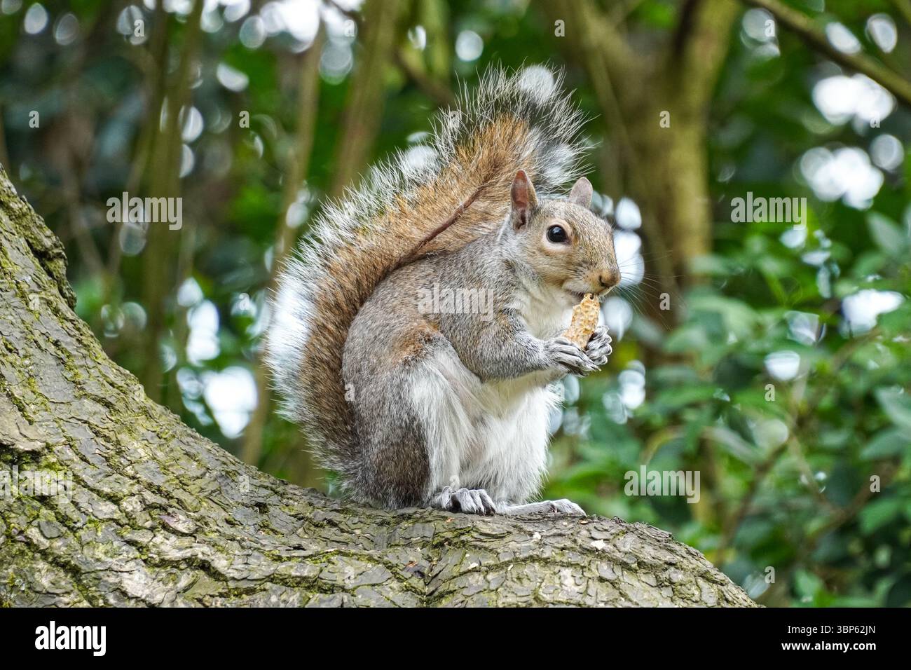 Grey squirrel on a tree eating nut Stock Photo