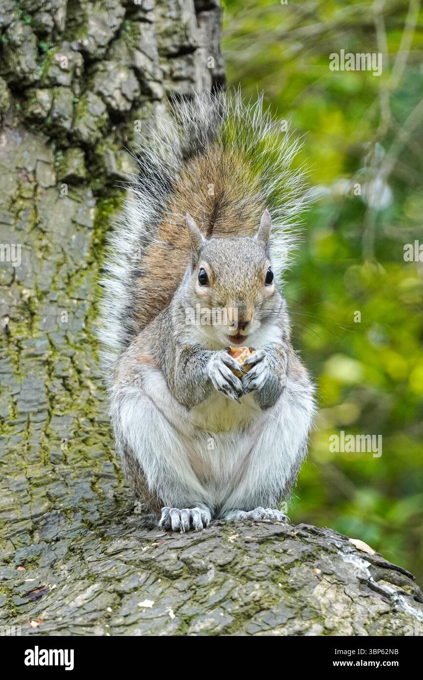 Grey squirrel on a tree eating nut Stock Photo