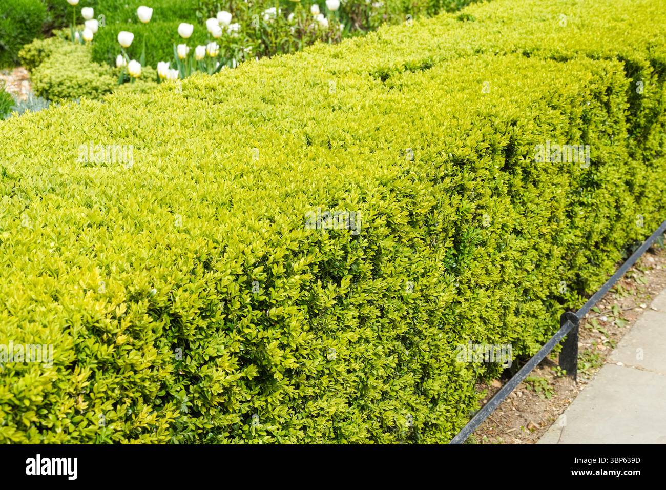 A trimmed hedge, planted along footpath in a garden, England United Kingdom UK Stock Photo