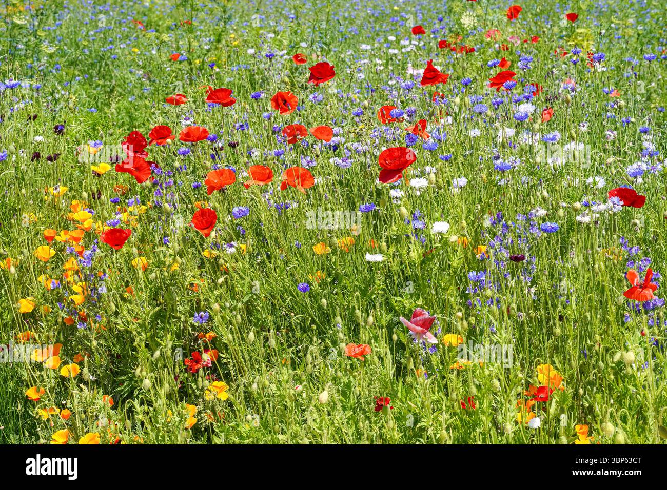 Poppies on summer meadow hi-res stock photography and images - Alamy