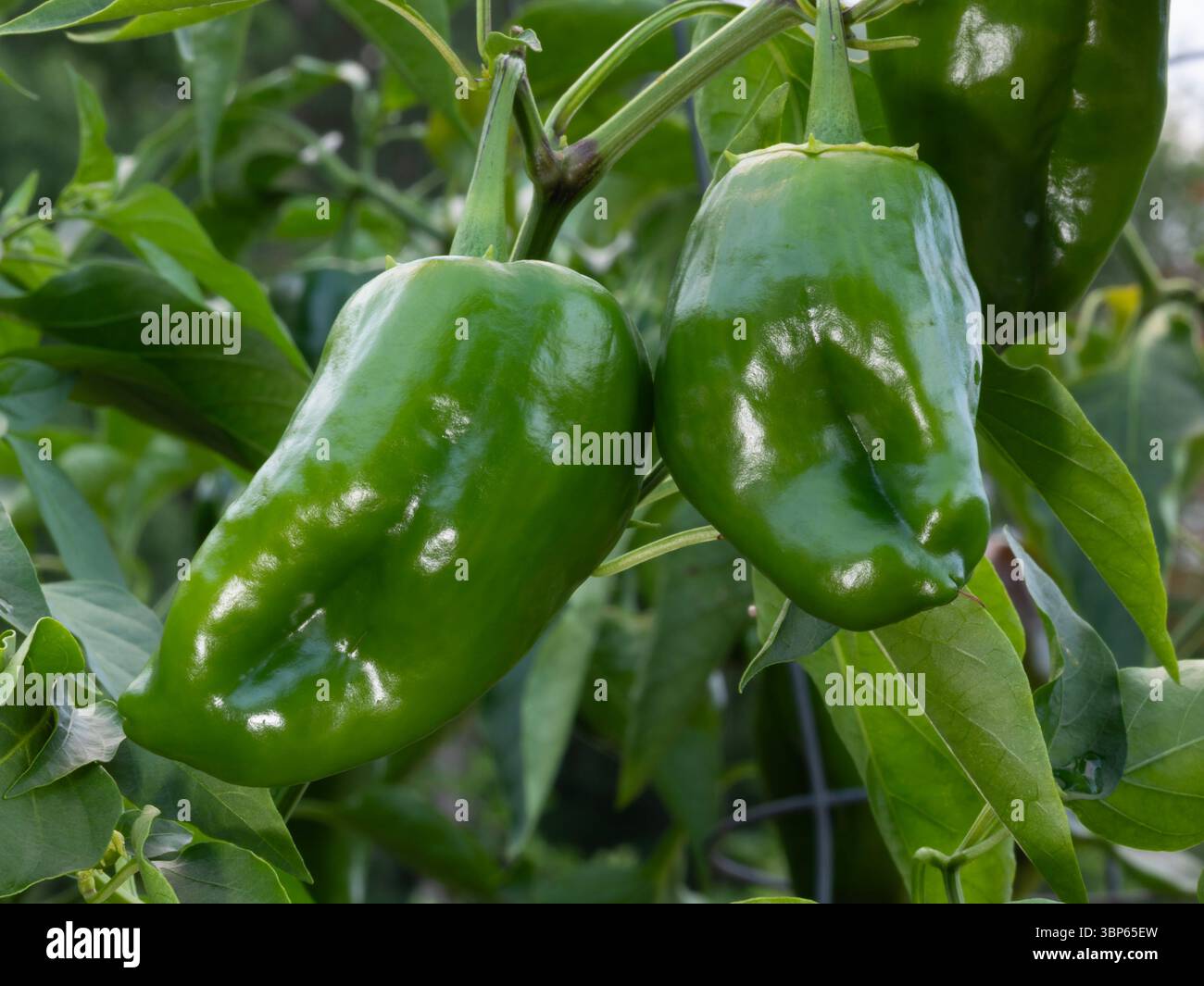 Green poblano peppers still hanging on their plant and nearly ready to harvest. Stock Photo