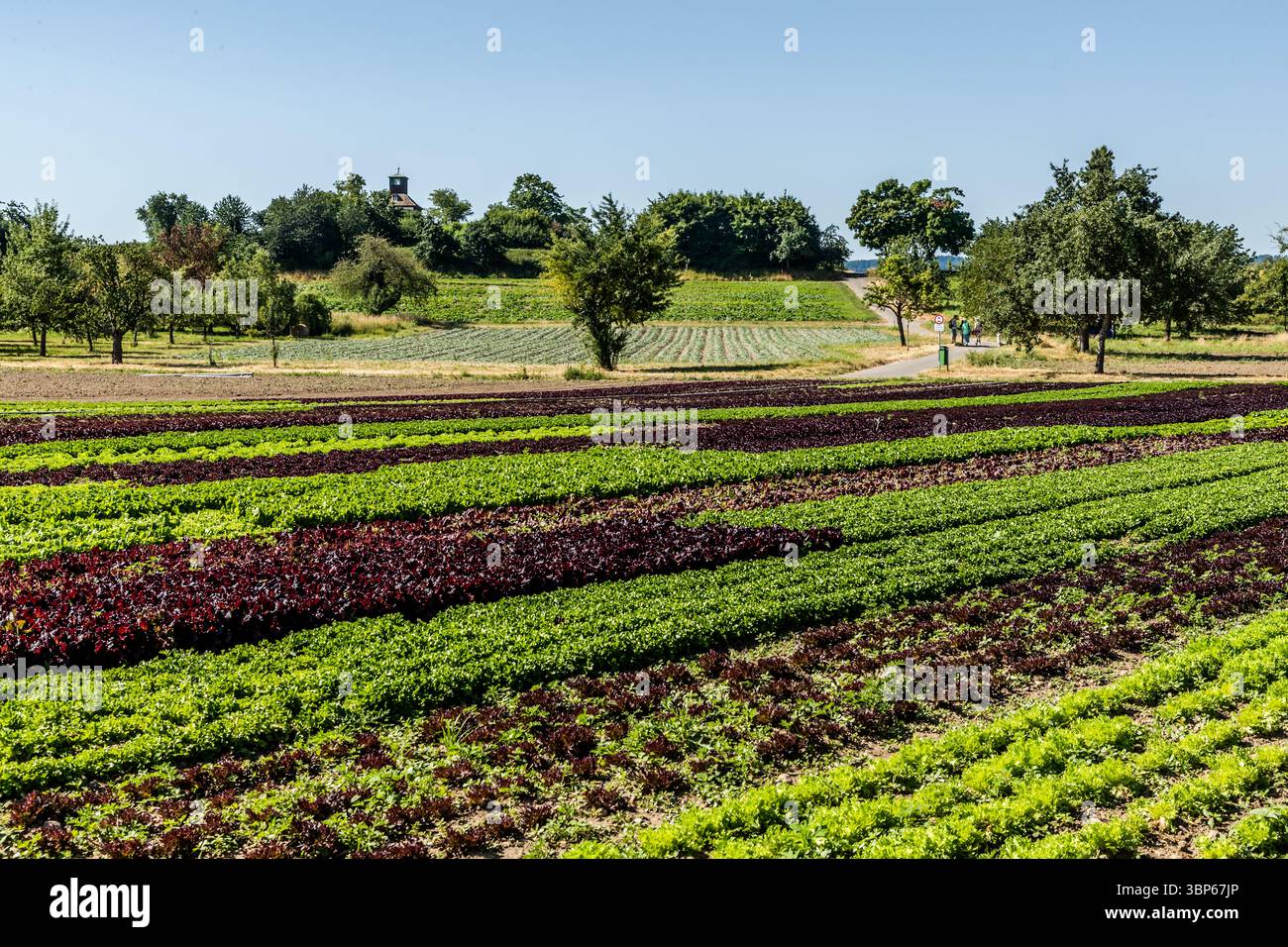Diagonal rows of red and green lettuce form a pattern across a field on Gewerbestraße on the island of Reichenau, Baden-Württemberg, Germany. The island measures roughly 4.5 by 1.5 kilometres and counted 39 vegetable farms in 2024. Trees and the Hochwart tower rise beyond the field, with a footpath crossing the open ground. Stock Photo