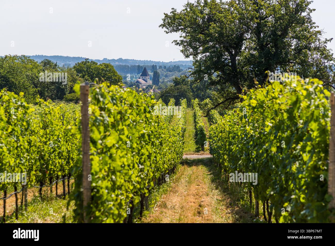 Vineyard rows lead the eye across Hochwart on the island of Reichenau, Baden-Württemberg, Germany, towards the historic church of St George in Oberzell. Winegrowing there dates back more than 1,200 years, closely tied to the monastery's history: monks planted the first vines in the 9th century. Müller-Thurgau is now the main variety, grown on a total of 22 hectares. Stock Photo