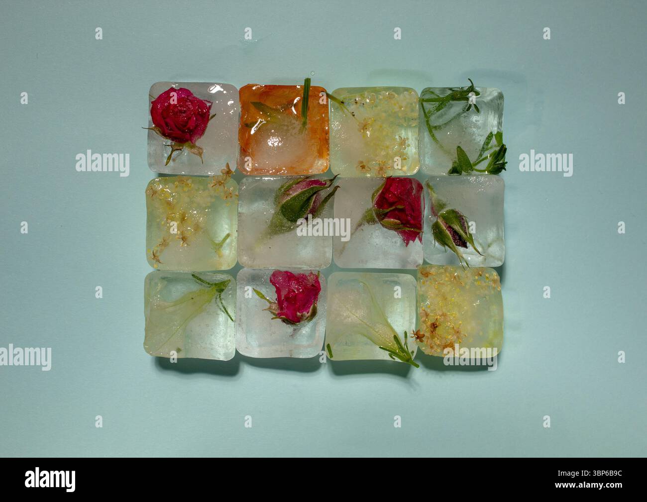 Creative arrangement of colorful flowers in ice cubes on blue background. Sunny day concept. Stock Photo