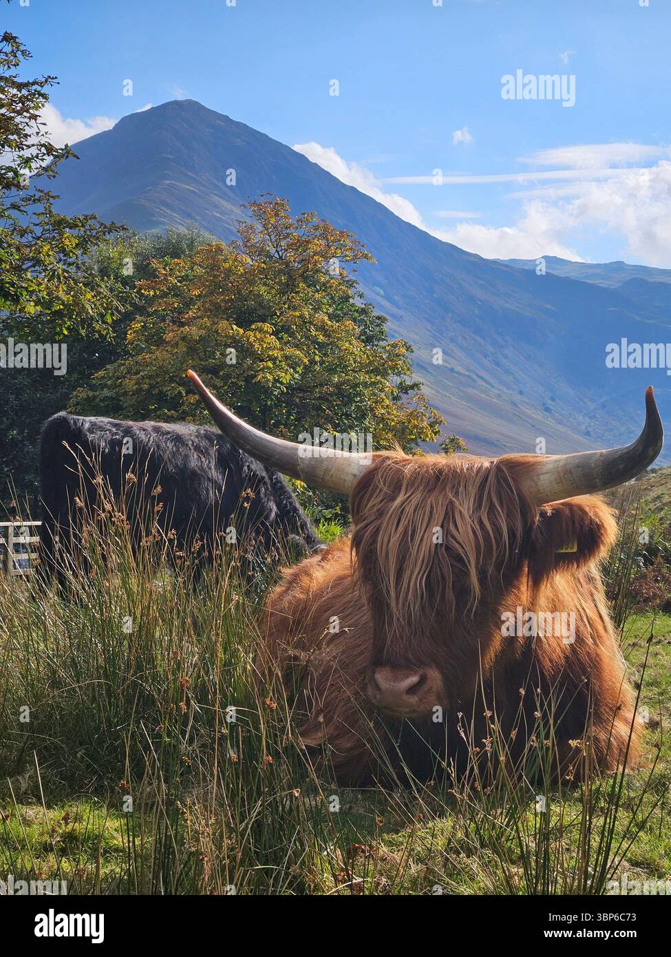 The image features a Highland cow at Buttermere Lake in the Lake District, emphasizing the beauty of the breed and the surrounding landscape. - Smartphone Captured Stock Image