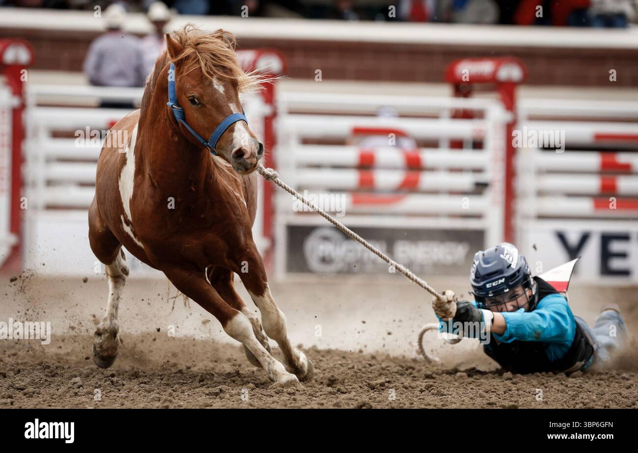 Wild Pony Racing Rodeos A competitor is dragged through the dirt during wild pony racing rodeo ...