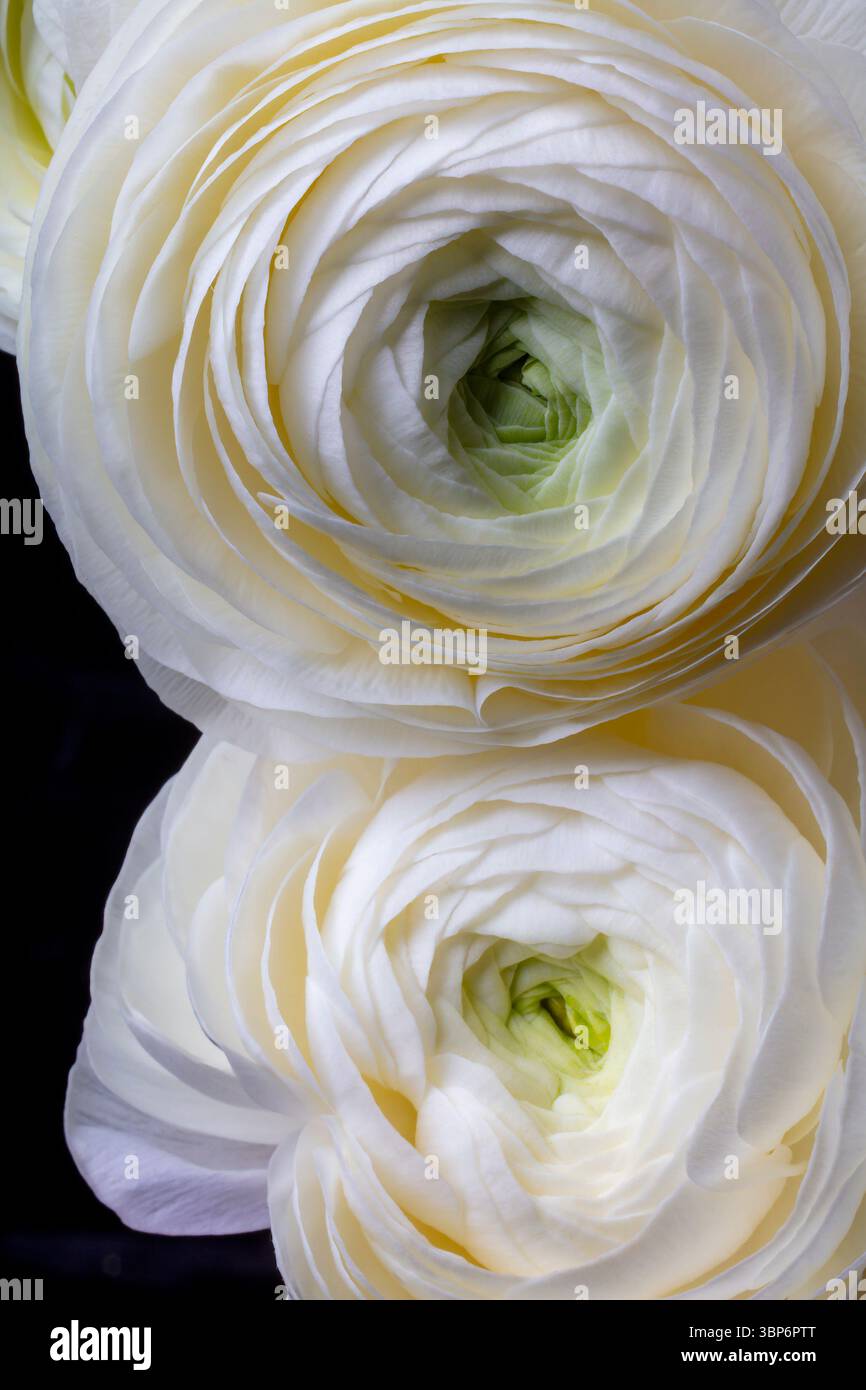 Two Wonderful White Ranunculus Close Up Still Life Stock Photo