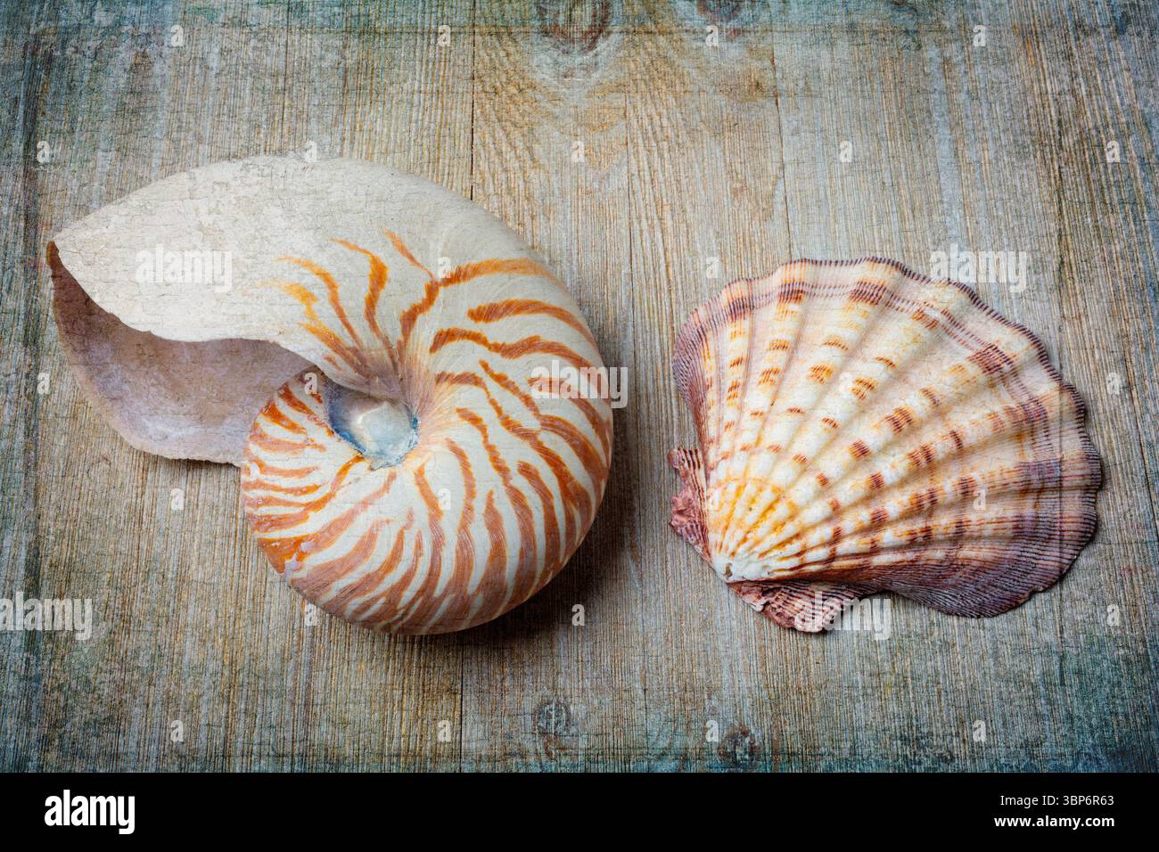 Chambered Nautilus And Seashell Still life Stock Photo