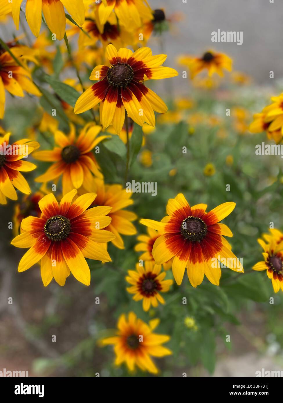 Boho-chic curb appeal in the South - Smartphone Captured Stock Image