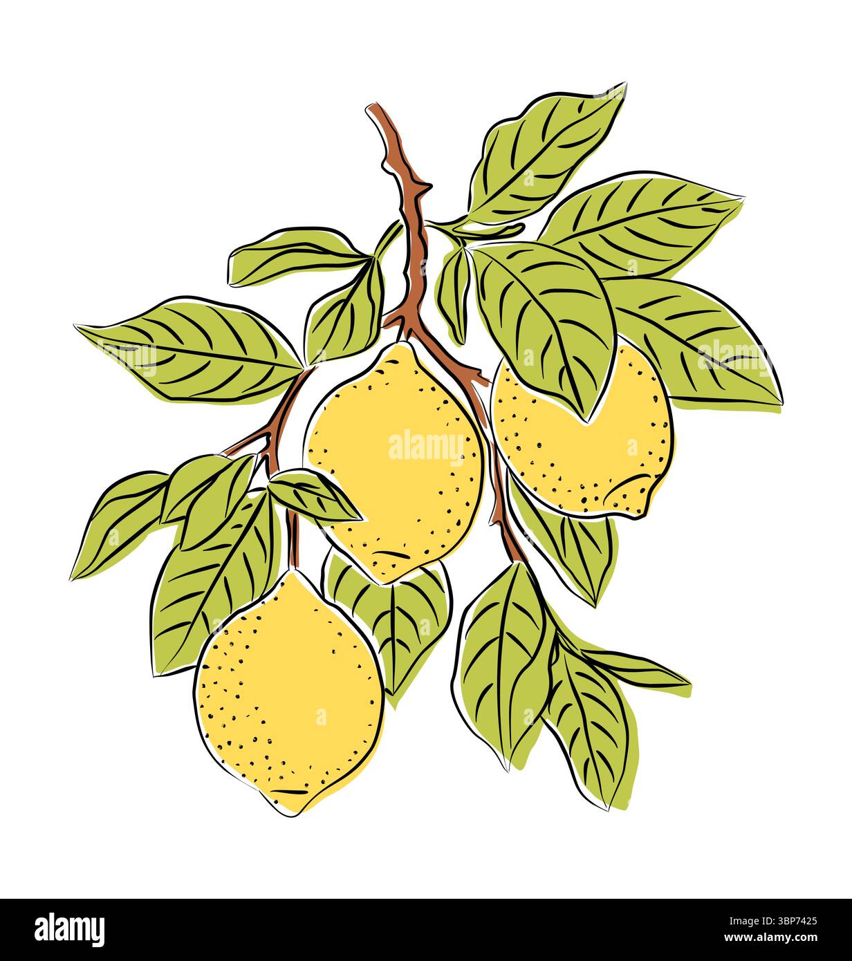 Lemon tree branch with yellow fruits, green leaves Stock Vector