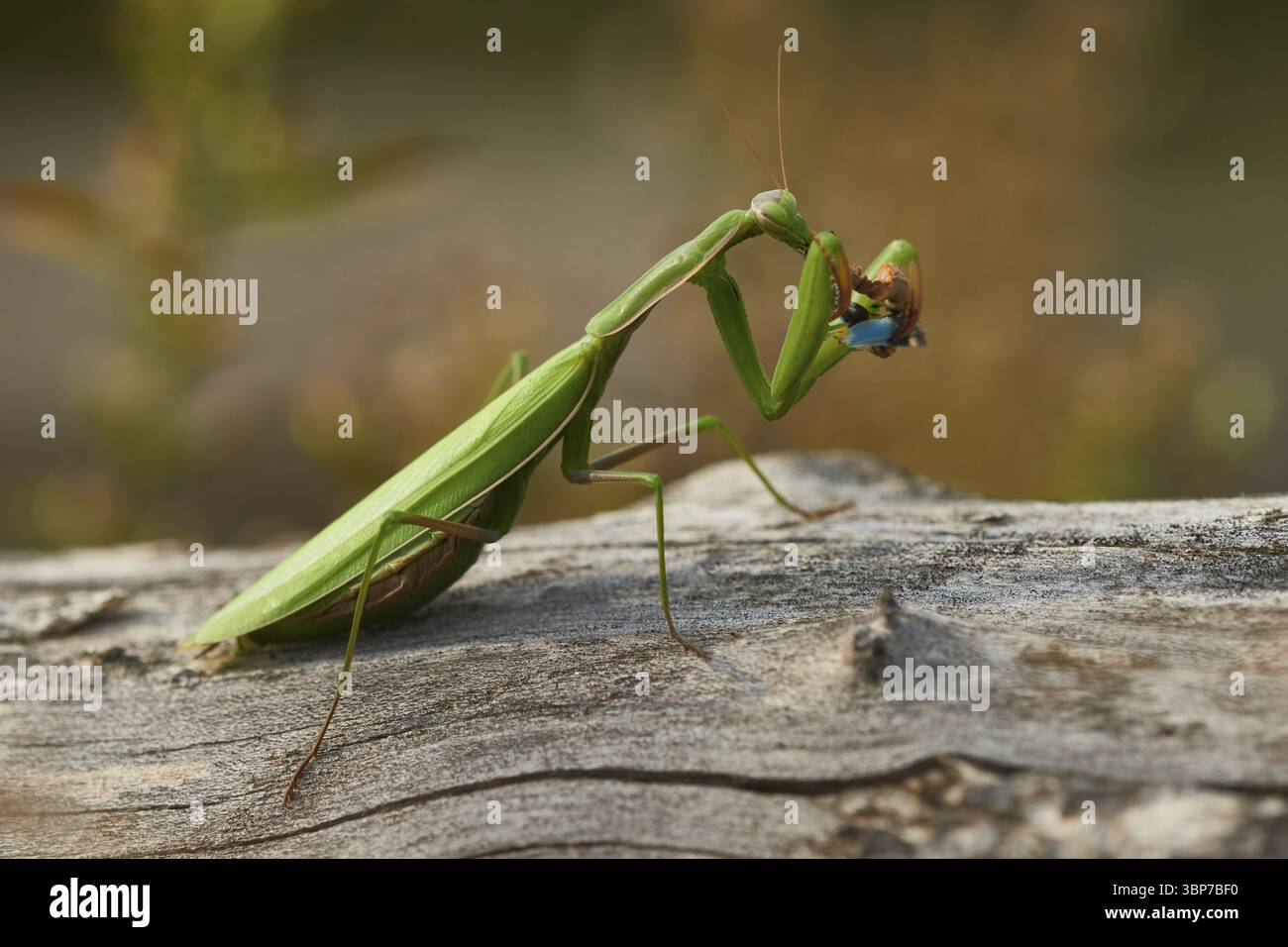 Gottesanbeterin mantis religiosa hi-res stock photography