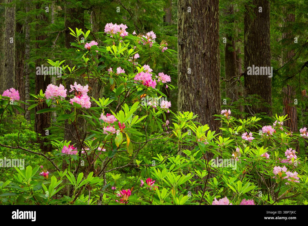 Oregon Native Rhododendron Pacific rhododendron (Rhododendron macrophyllum) along Pamelia Lake ...