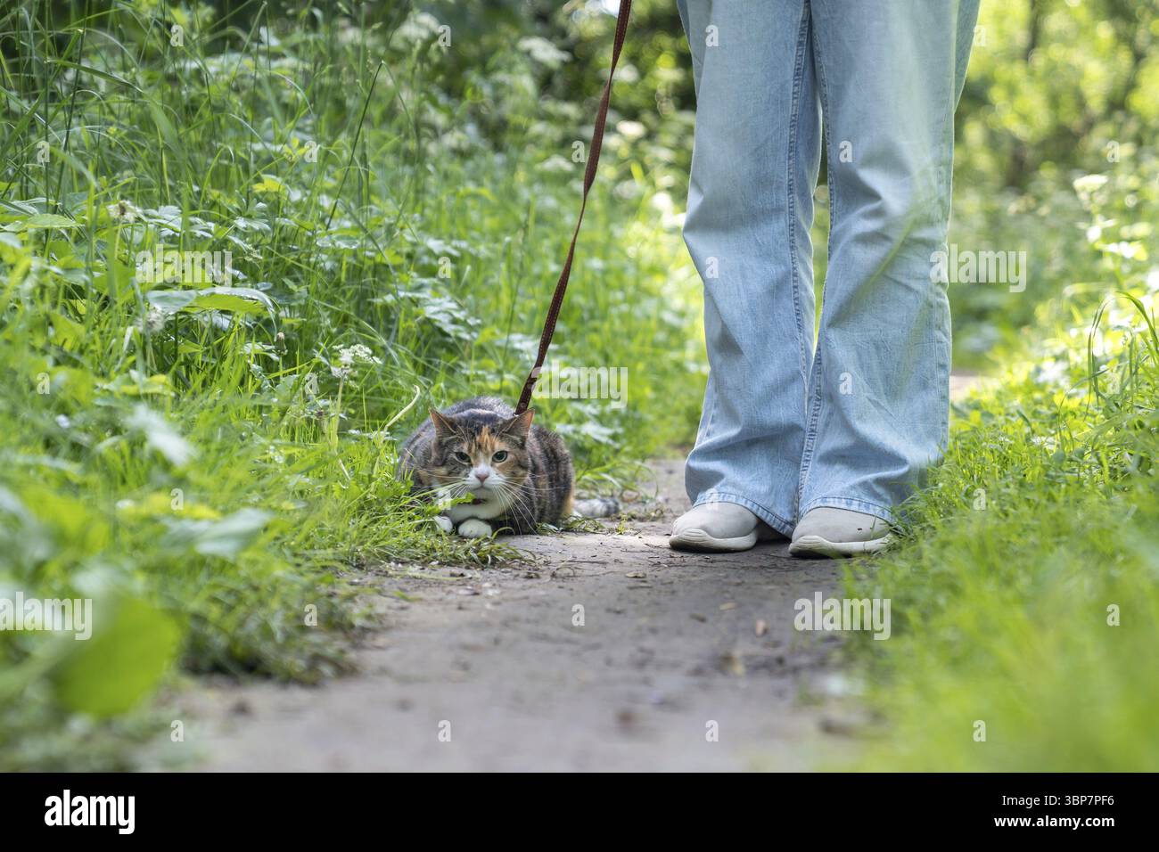 Leash For Stressed Cats Reference: Frightened Tabby Cat On Leash First Time Walking Outside Afraid
