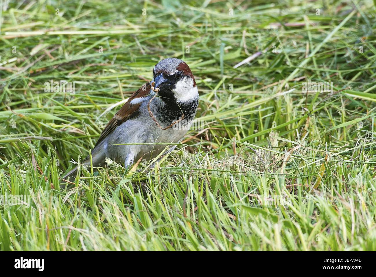 Haussperling Maennchen bei der Futtersuche auf einer Wiese. Male House Sparrow foraging in a meadow Stock Photo