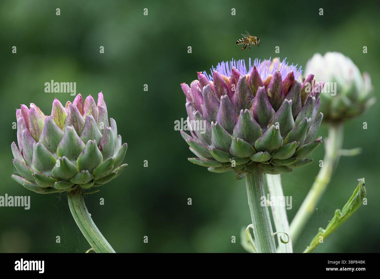 Globe artichoke Stock Photo