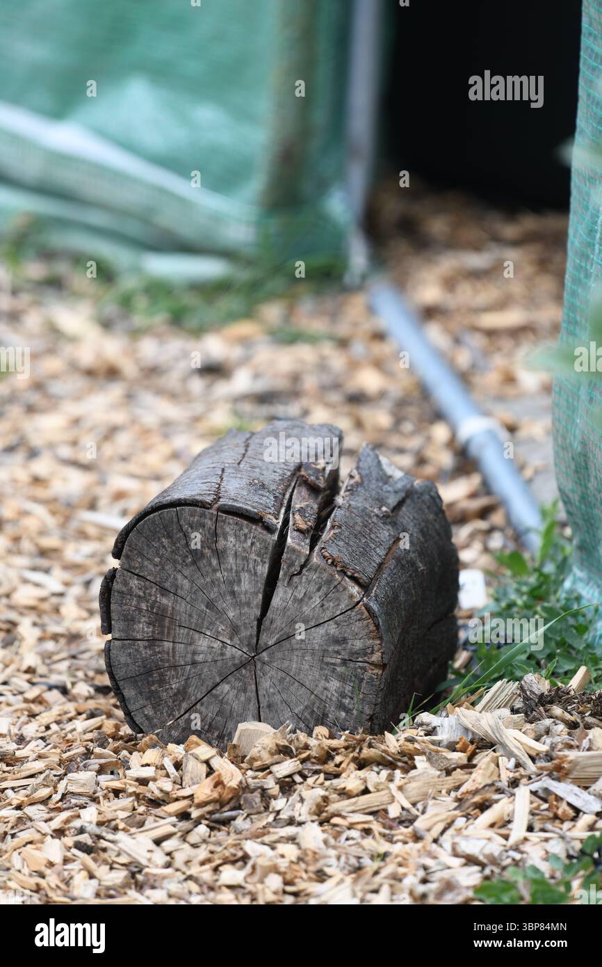 Wood chipping Stock Photo