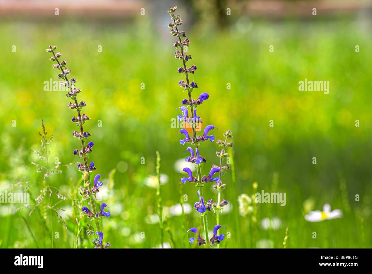 Slender upright stems hi-res stock photography and images - Alamy
