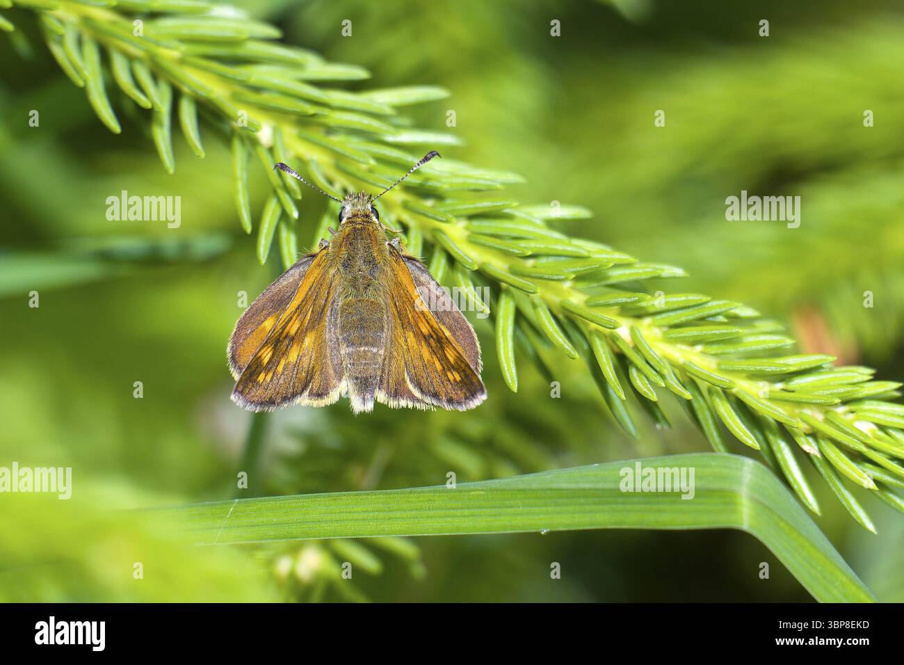 Rostfarbiger Dickkopffalter (Ochlodes sylvanus). large skipper (Ochlodes sylvanus) Stock Photo