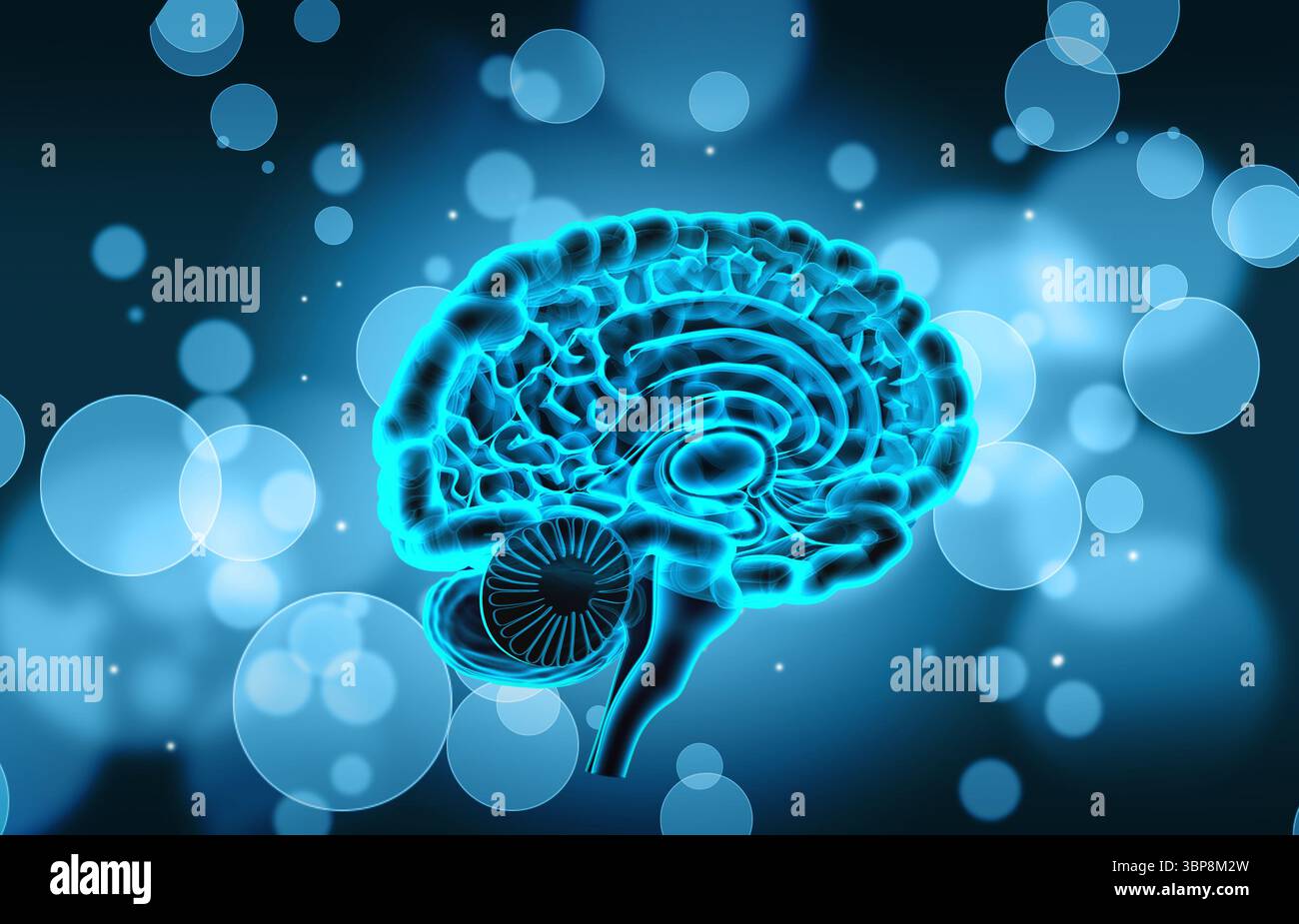 Cross section of brain hi-res stock photography and images - Alamy