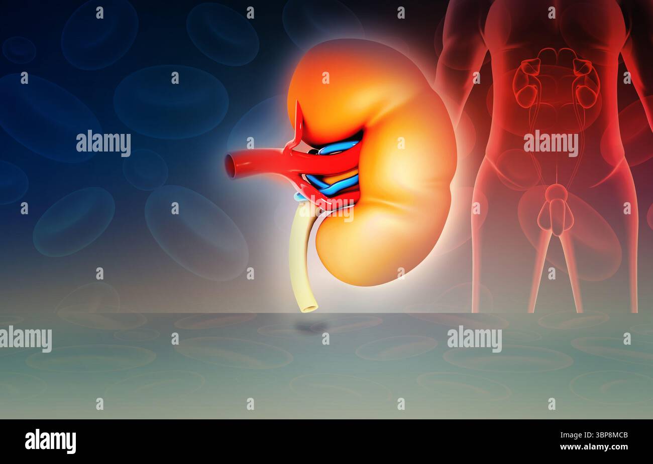 Kidney Desktop Human kidney under medical background. 3d illustration Stock Photo - Alamy