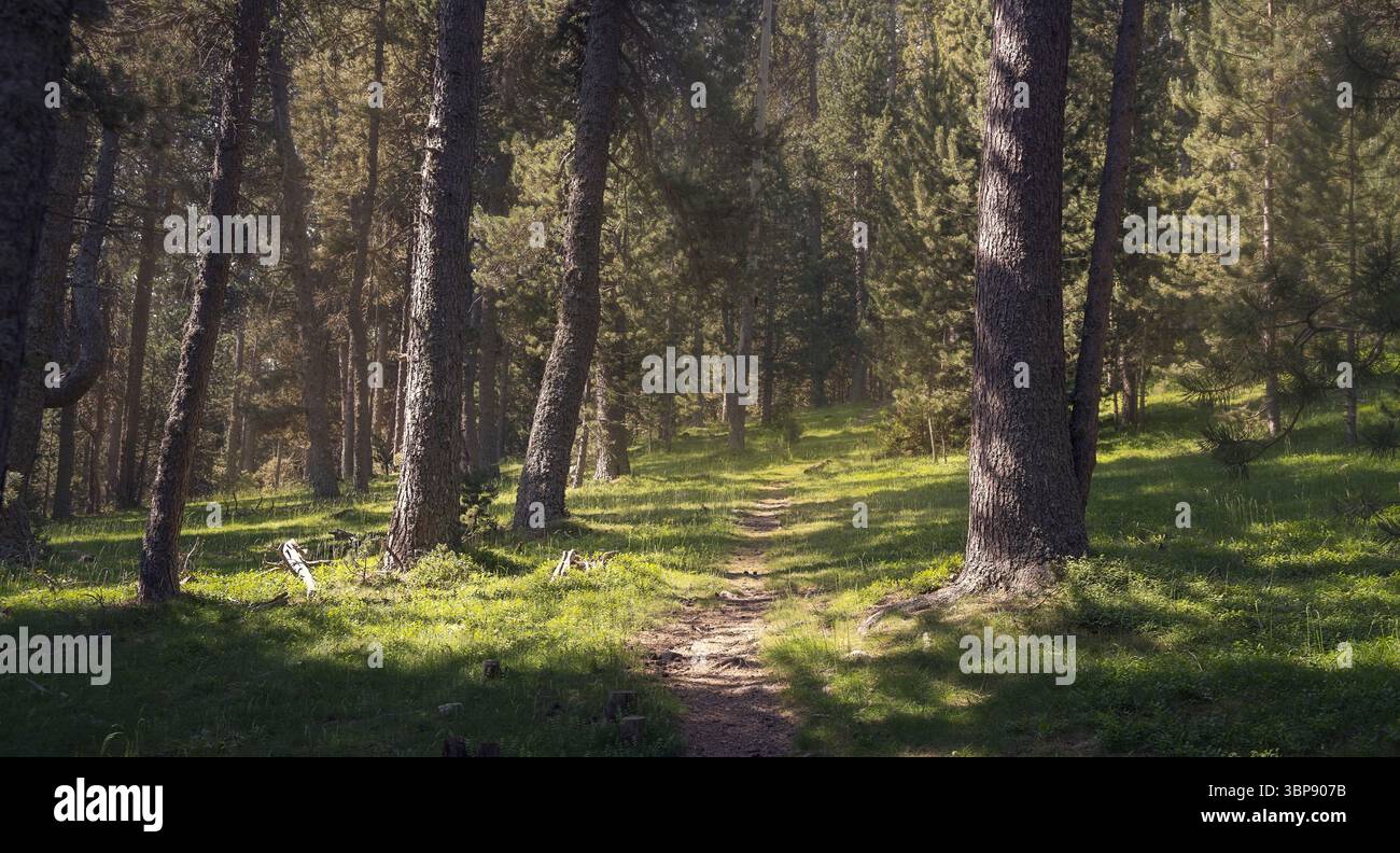 Forest path tall trees sunlight hi-res stock photography and images - Alamy