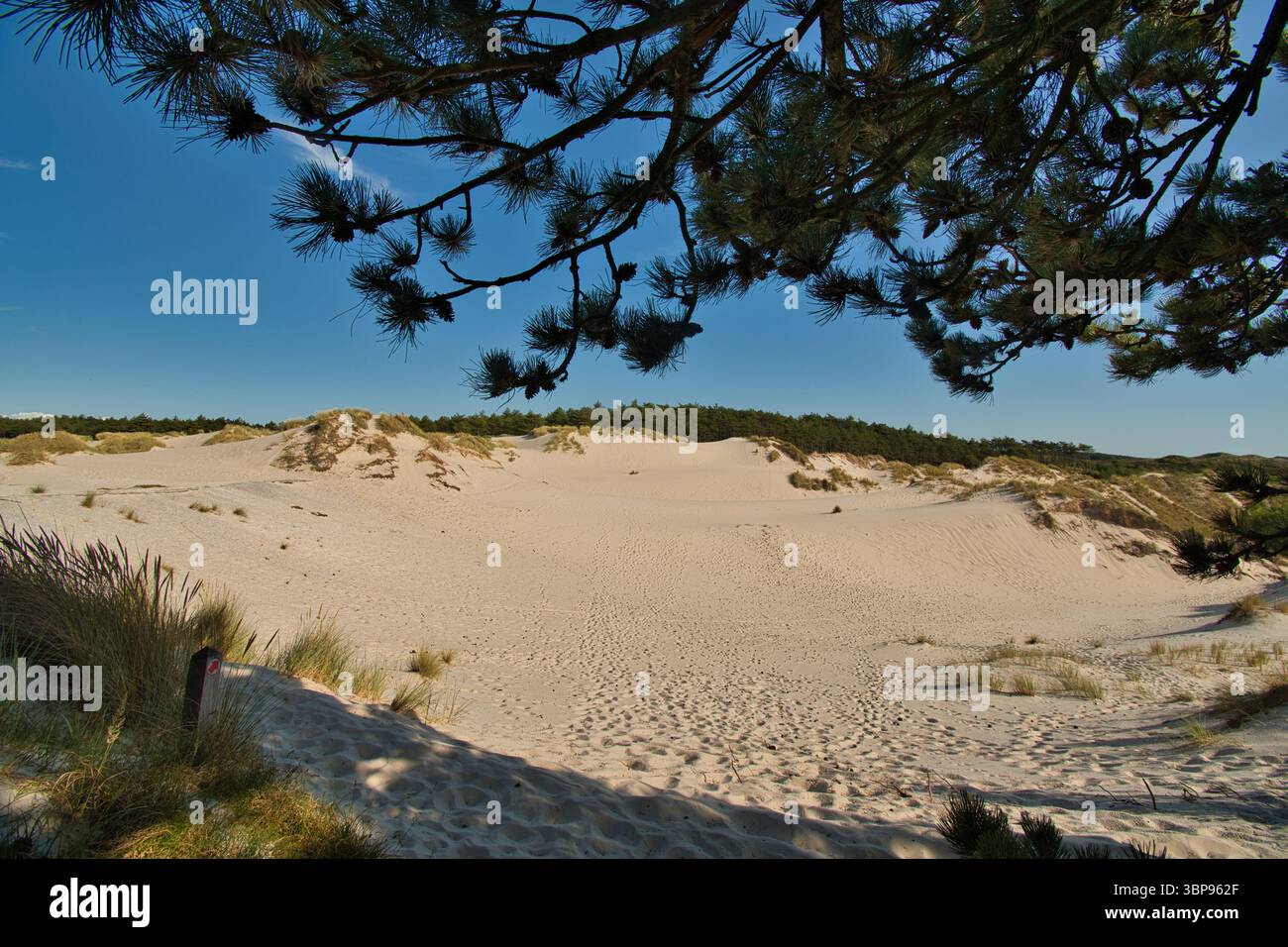 Dunes at Schoorl in the North of Netherland Stock Photo - Alamy