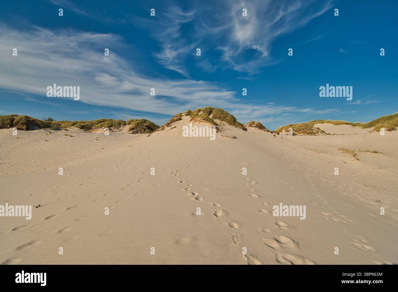 Dunes at Schoorl in the North of Netherland Stock Photo - Alamy