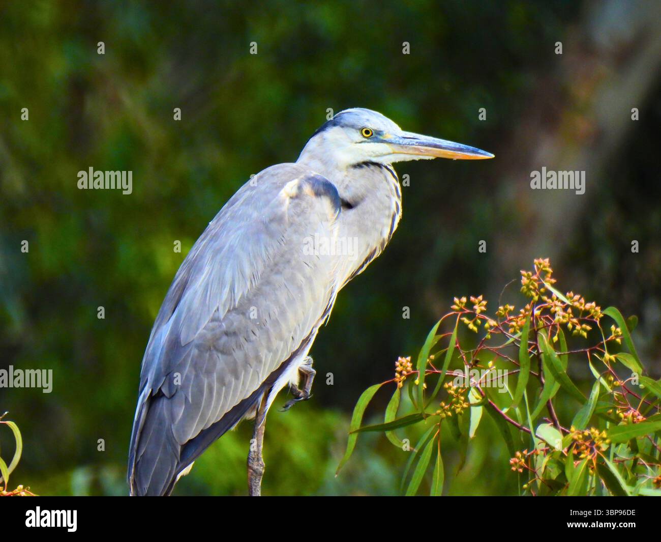 Grey Heron Sitting on One Foot Stock Photo