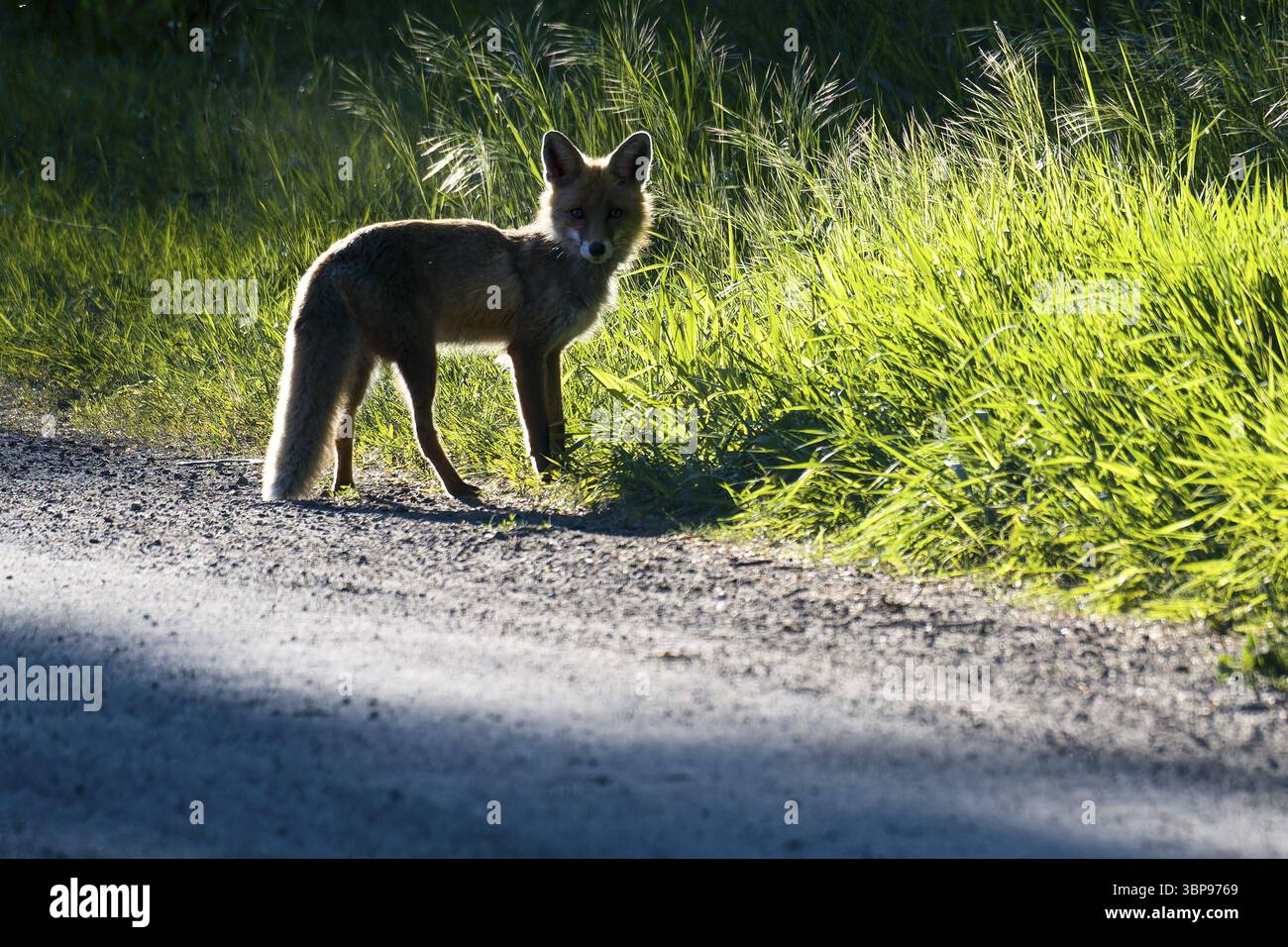 Rotfuchs im Gegenlicht. Red fox in backlight Stock Photo