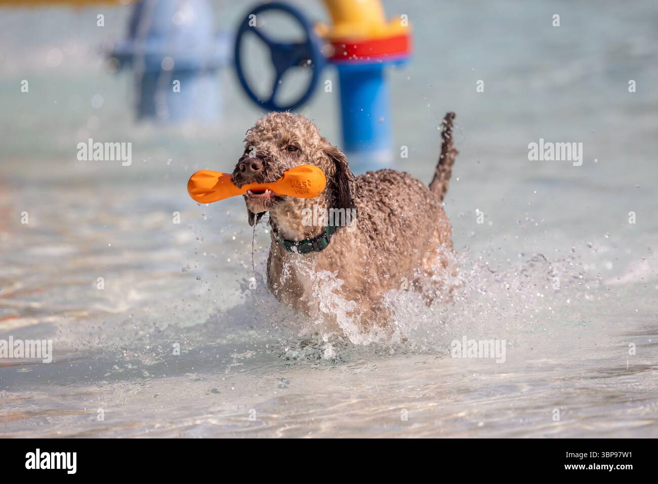 Curly dog joyfully runs through water at splash park Stock Photo