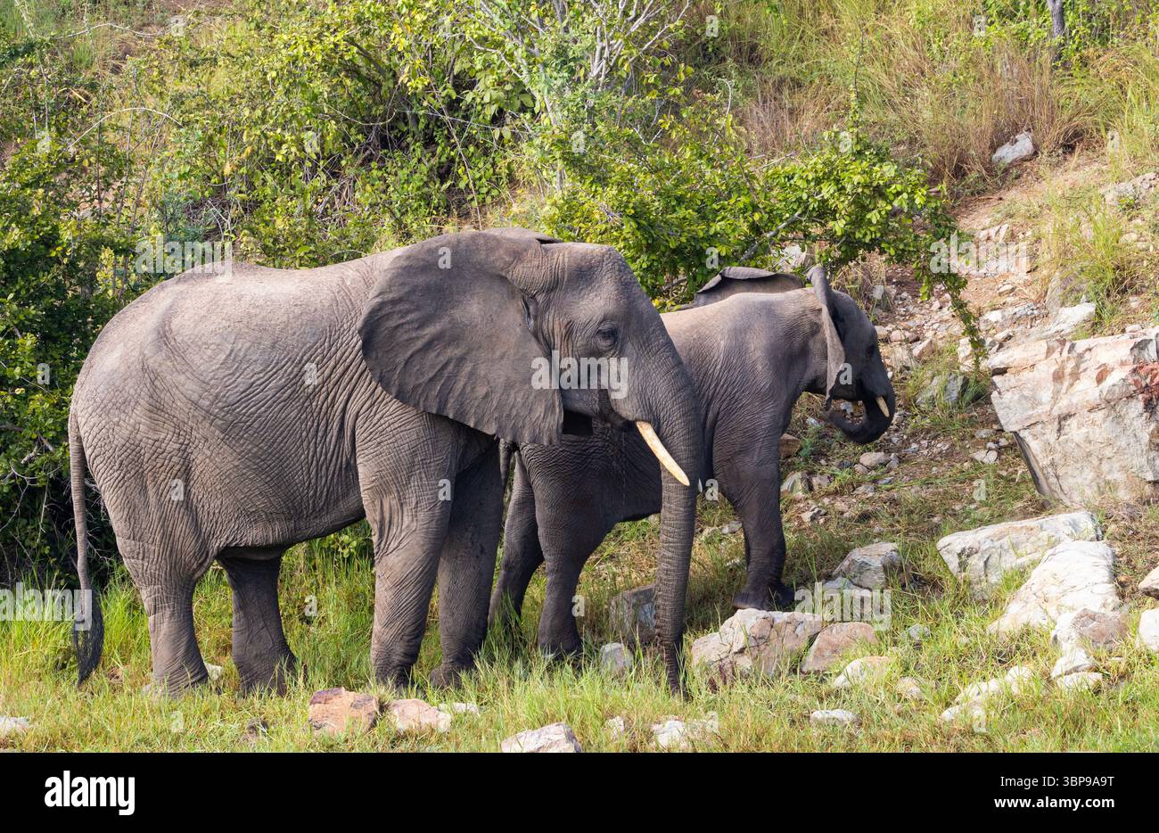 An elephant cow and her calf eat minerals from the sides of a stream ...