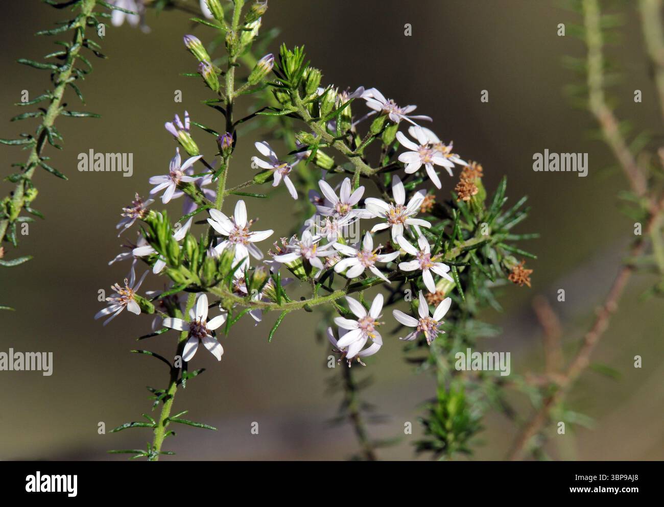 White olearia hi-res stock photography and images - Alamy