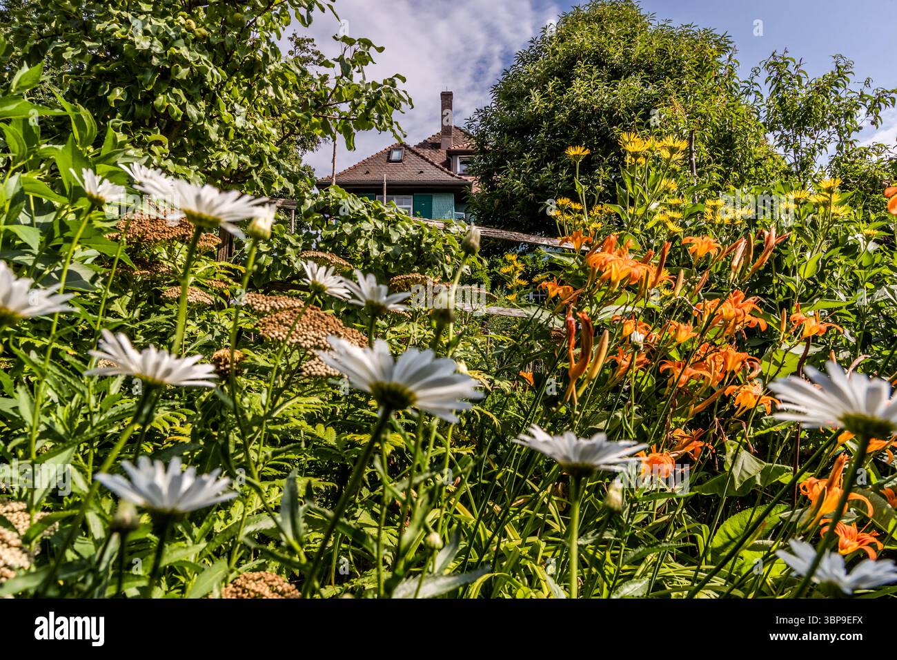 Summer flowers on the hillside with the Mia and Hermann Hesse House in the background. Built in 1907 in Swiss country house style according to Mia Hesse's ideas and the plans of Basel architect Hans Hindermann, a relative of Mia Hesse. The current owner, Eva Eberwein, organises and conducts guided tours of the house and garden, gives lectures on the historical context of Hesse's time in Gaienhofen, and participates in local film and event formats. Hermann-Hesse-Weg, Gaienhofen, Baden-Württemberg, Germany Stock Photo