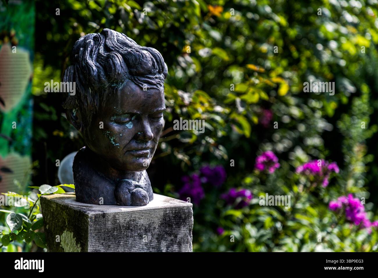 A bronze bust of Mia Hesse with a downcast gaze stands in the garden of the Mia and Hermann Hesse House in Gaienhofen, Baden-Württemberg, Germany, in front of flowering purple phlox. The greenish-patinated bronze depicts Mia Hesse, née Maria Bernoulli (1868–1963), a pioneer of photography in Switzerland who married Hermann Hesse in 1904. Stock Photo