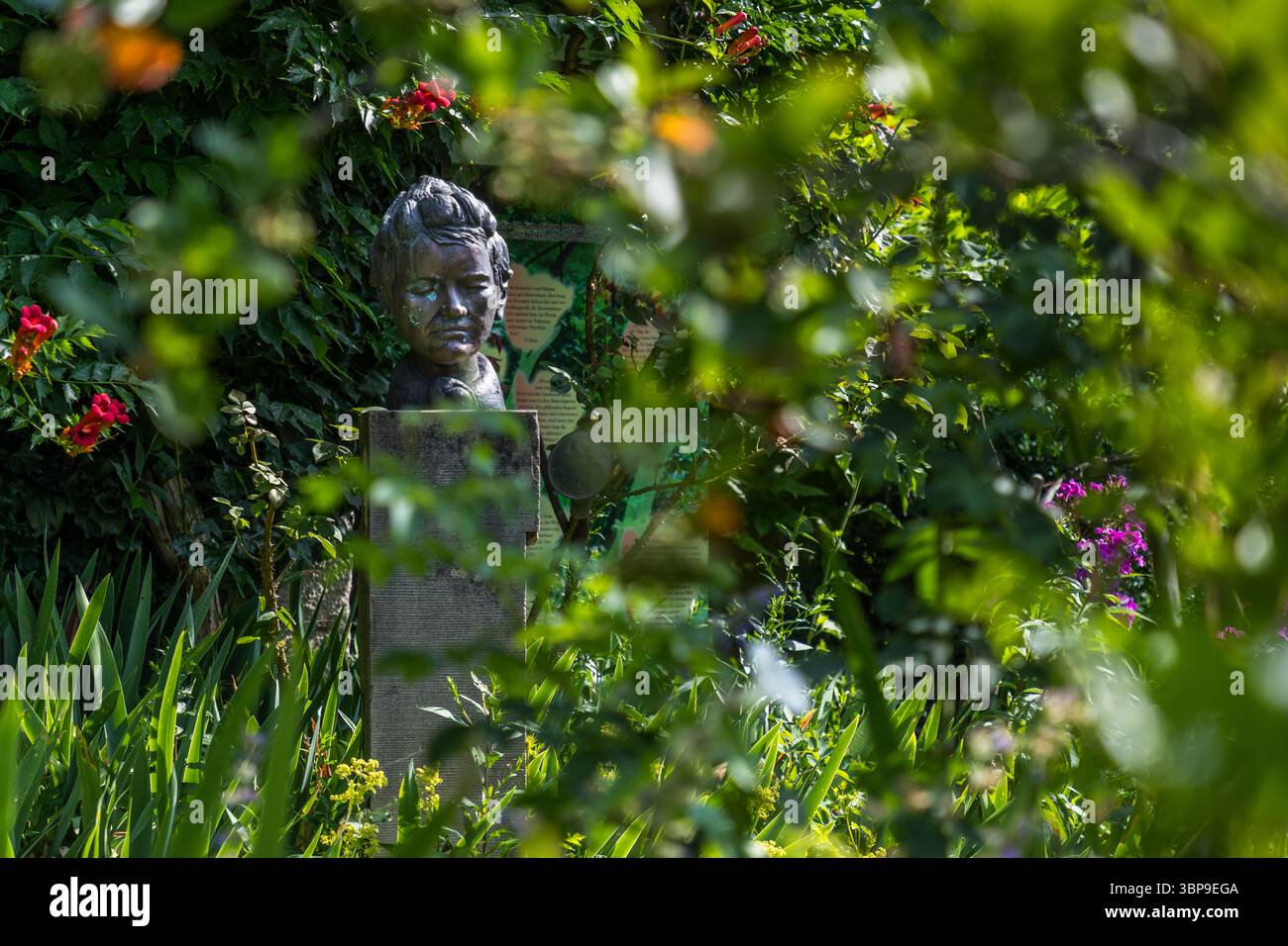 A bronze bust of Mia Hesse stands among flowering shrubs in the garden of the Mia and Hermann Hesse House in Gaienhofen, Baden-Württemberg, Germany, beside an explanatory information panel. Mia Hesse, née Maria Bernoulli (1868–1963), came from a wealthy Basel family of scholars as the daughter of notary Friedrich Bernoulli and was a pioneer of photography in Switzerland. In 1904, she married Hermann Hesse, and the couple moved from Basel to the Höri peninsula on Lake Constance. Mia Hesse gave up her career as a photographer. Stock Photo