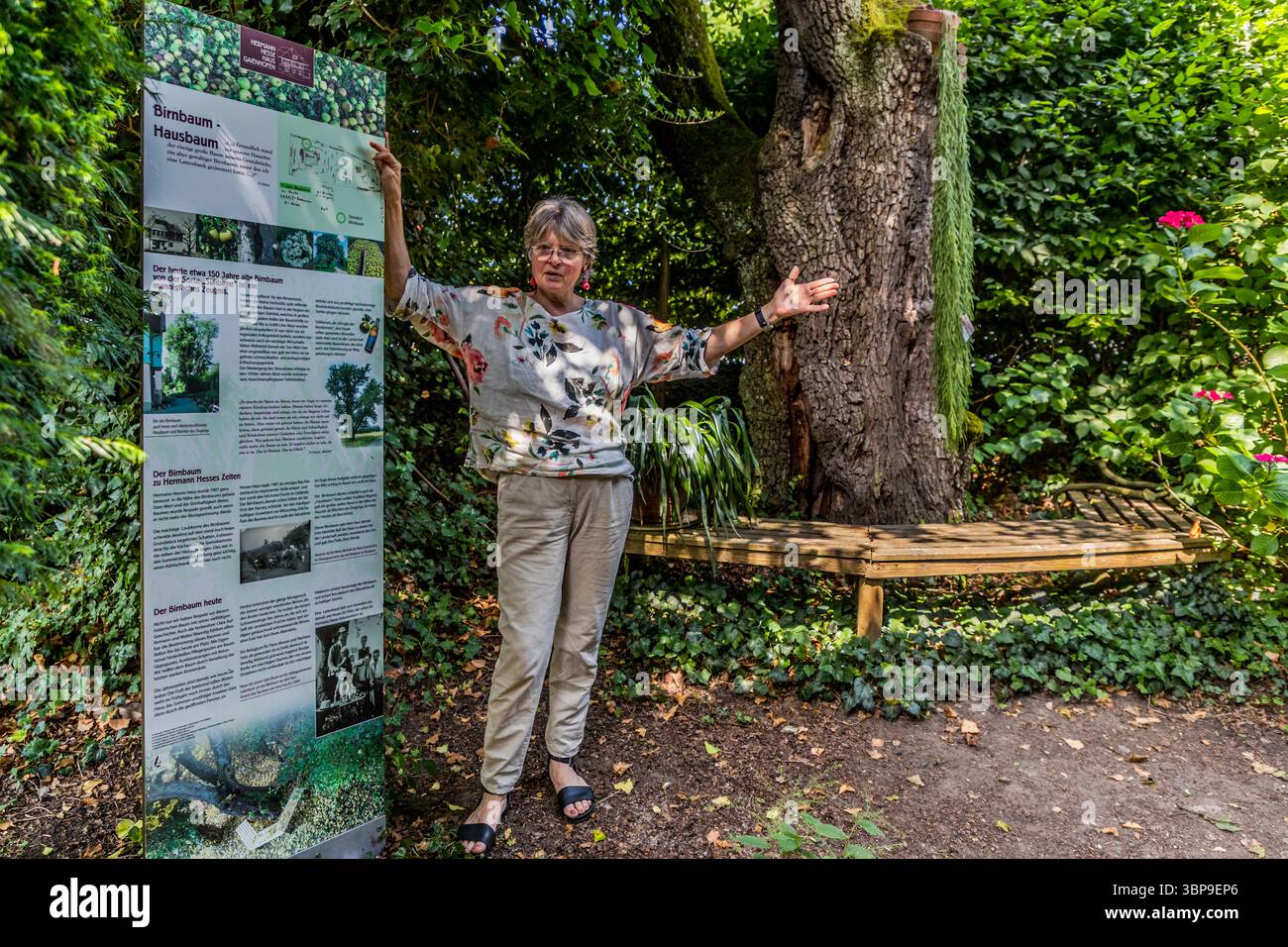 Eva Eberwein stands in front of the roughly 200-year-old Thurgau cider pear tree in the garden of the Mia and Hermann Hesse House in Gaienhofen, Baden-Württemberg, Germany, beside the information panel "Pear Tree – House Tree". Starting in 1907, Hermann Hesse laid out the garden himself around the newly built house on a 9,000-square-metre plot of meadow and farmland, planning paths, flower beds, trees and hedges. Stock Photo