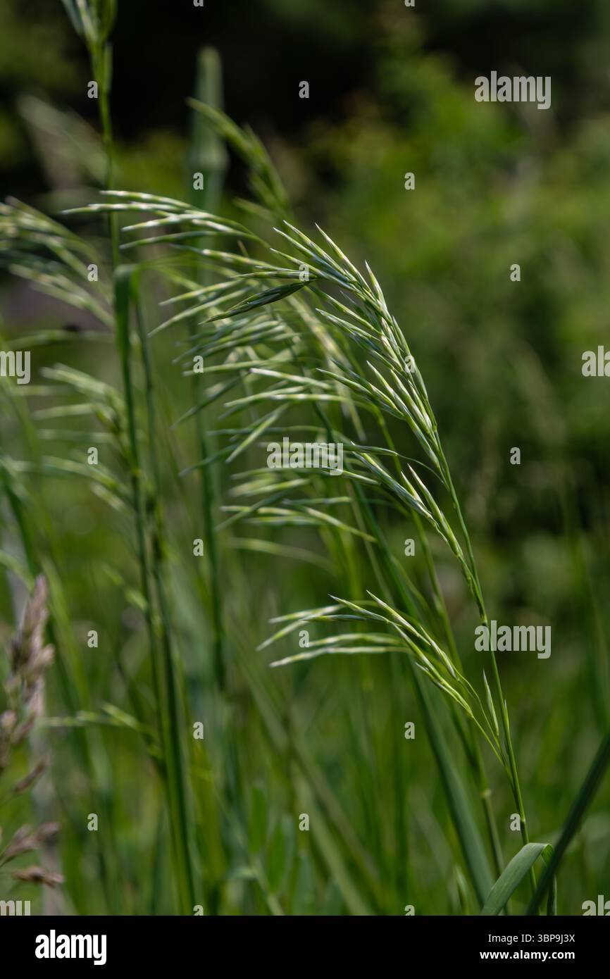 Delicate structure of plant stems hi-res stock photography and images ...