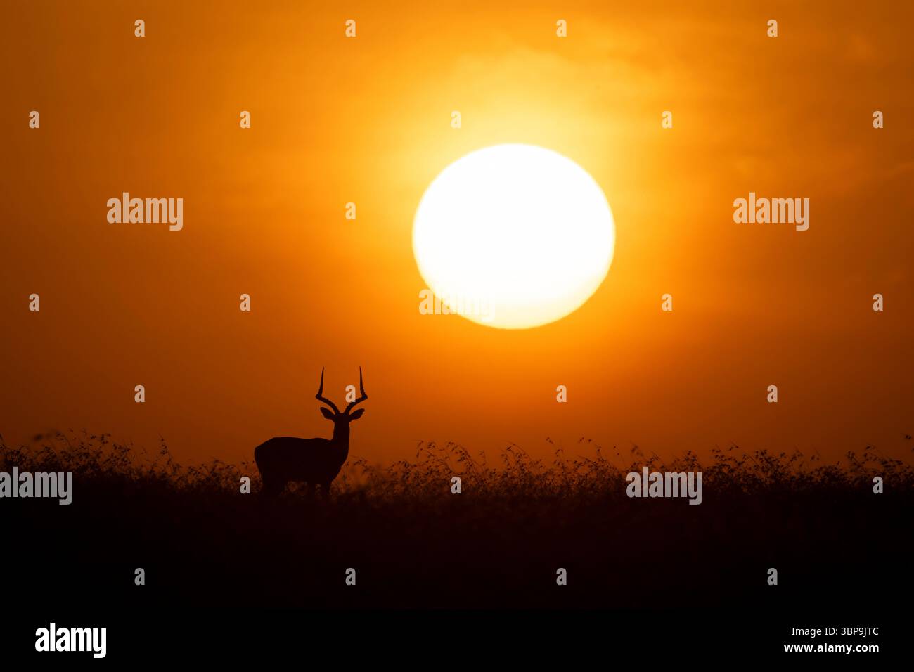 Warm sunset over grassy plain hi-res stock photography and images - Alamy