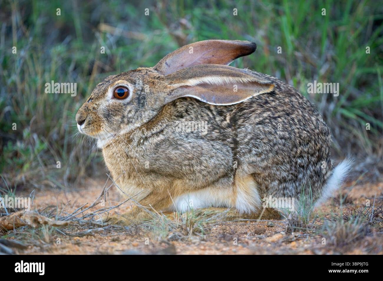 Brown rabbit, Scrub hare, sitting on a dirt ground surrounded by grass, looking alert. Laikipia, Kenya Stock Photo